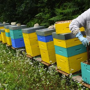 Après une production record l'an dernier, autour de 30.000 tonnes, les stocks de miel français s'accumulent faute de débouchés.