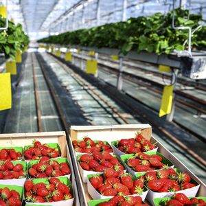 En 2021, les fruits cultivés en Europe, comme les fraises, étaient particulièrement contaminés.