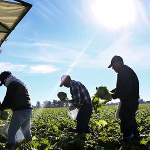 Des travailleurs mexicains récoltent des laitues en Californie.