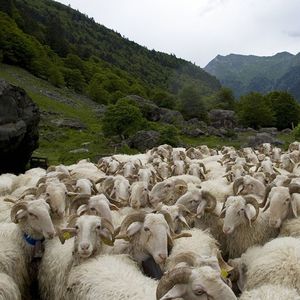 Les éleveurs ovins comme caprins sont près de 24 % à vivre en dessous du taux de pauvreté.