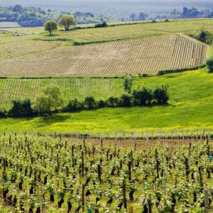 Les vignerons de Saône-et-Loire ont récolté 91 médailles au Concours général agricole cette année.