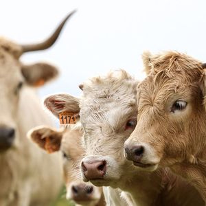Aujourd'hui, l'enseigne Lidl a des accords avec plus de 5.000 éleveurs en France dans la viande, le porc et le lait.