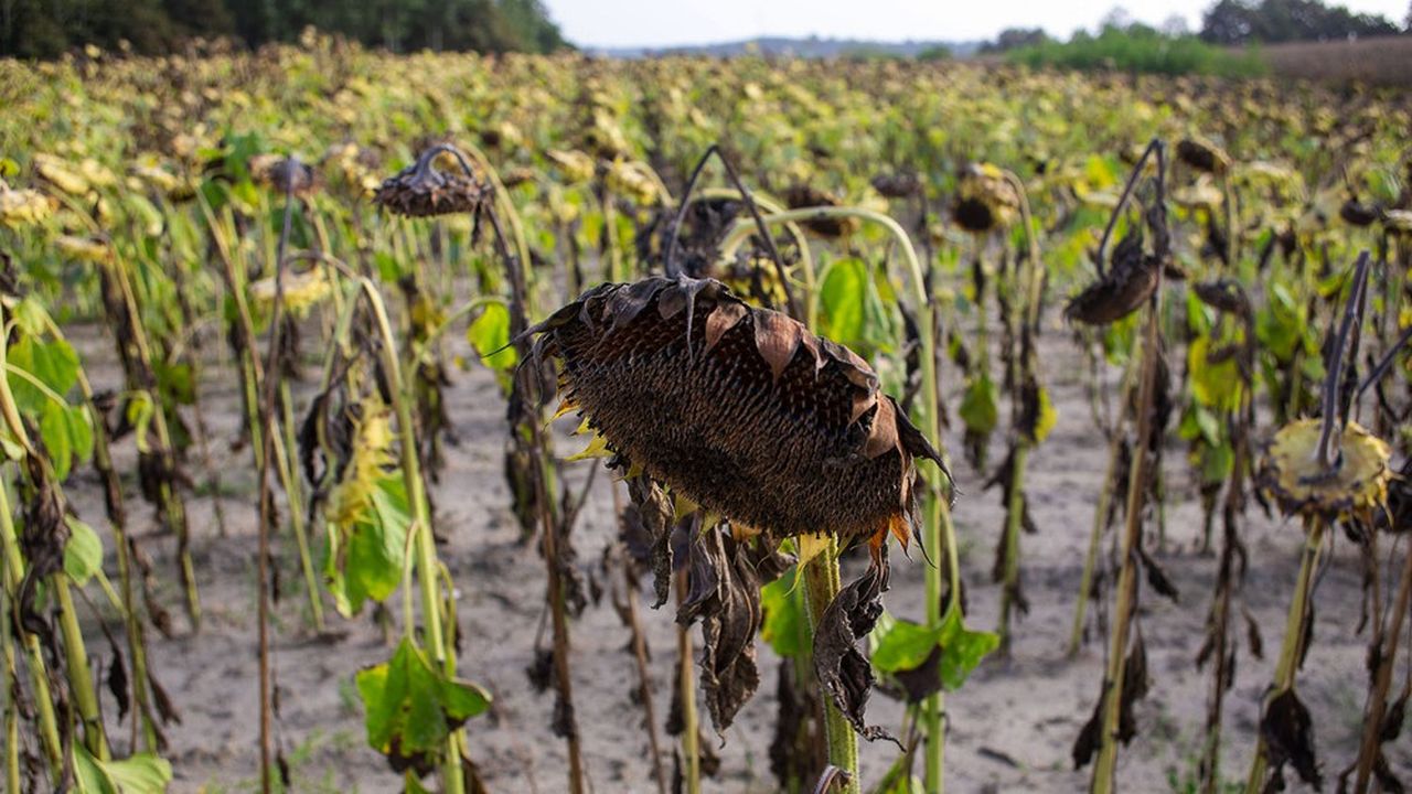 Un champ de tournesol décimé par la sécheresse dans le sud-ouest de la France.