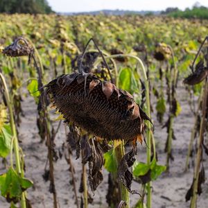 Un champ de tournesol décimé par la sécheresse dans le sud-ouest de la France.
