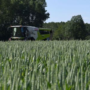 En 2024, les céréales bio notamment le blé vont se retrouver en situation difficile, faute de débouchés, après le porc et le lait