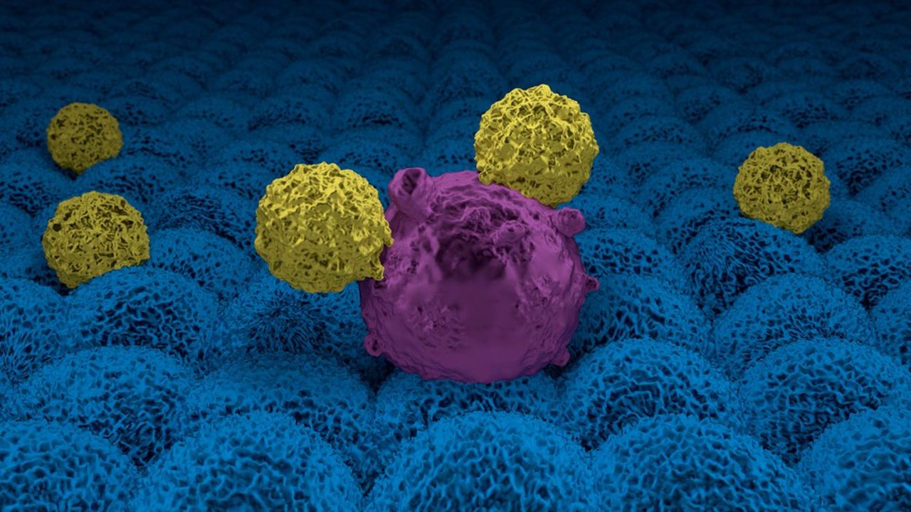 Représentation 3D de CAR-T s'attaquant à une cellule cancéreuse.