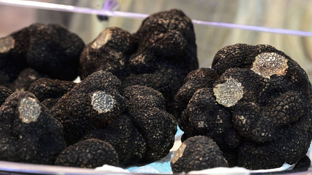 La France ne produit que la moitié de ses besoins en truffes.