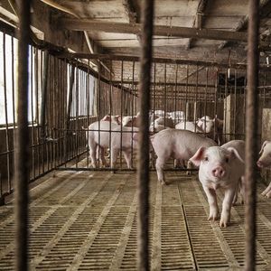 Les élevages chinois de porcs représentent près de la moitié de la population porcine mondiale.