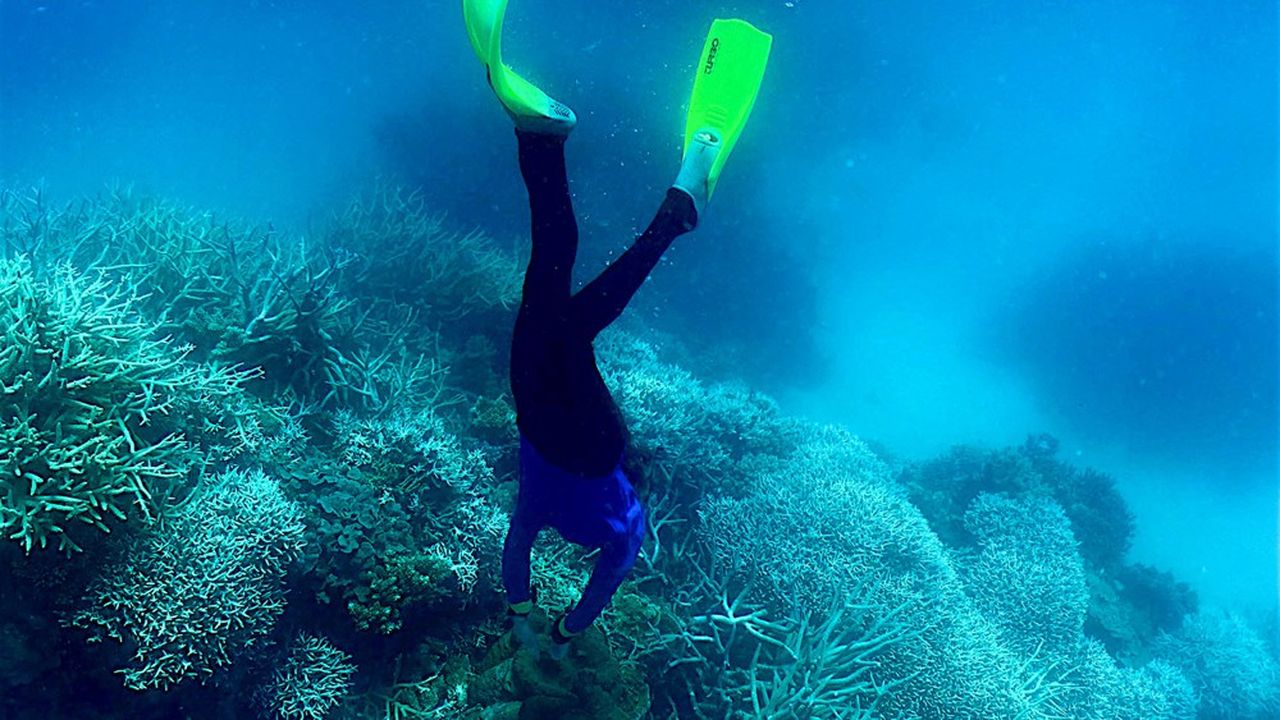 La hausse des températures de l'eau provoque un nouvel épisode massif de blanchissement de la Grande Barrière de corail australienne.
