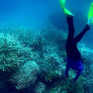La hausse des températures de l'eau provoque un nouvel épisode massif de blanchissement de la Grande Barrière de corail australienne.