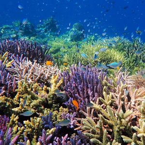 Au niveau global, environ 1 milliard de personnes vivent à proximité des récifs coralliens. Parmi elles, 500 millions en dépendent non seulement pour se protéger sur les côtes, mais aussi pour se nourrir et pour travailler.
