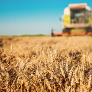 Le marché du blé dur est très dépendant du Canada qui est le premier exportateur mondial (80 %).