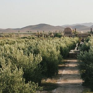 « Farasha Farmhouse » se niche au milieu d'une oliveraie de 350 hectares.