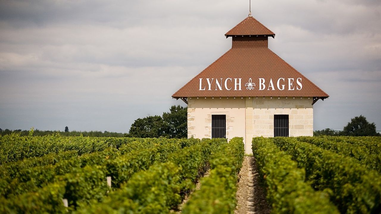 Dans le vignoble du château Lynch-Bages, à Pauillac, fondé au XVIIIe siècle par un fils d'immigré irlandais.