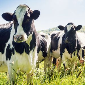 Sodiaal travaille avec 16.000 éleveurs partout en France qui lui livre leur lait tous les jours.
