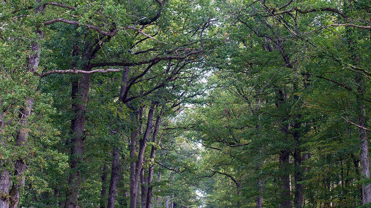 Un chemin forestier dans la forêt domaniale de Vierzon.