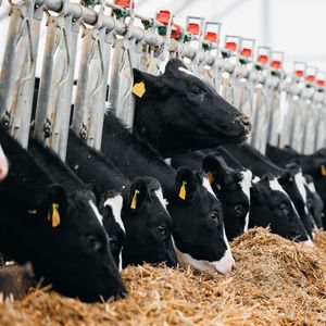 Selon ADM, le marché de la nutrition animale baisse en raison de la diminution des cheptels.