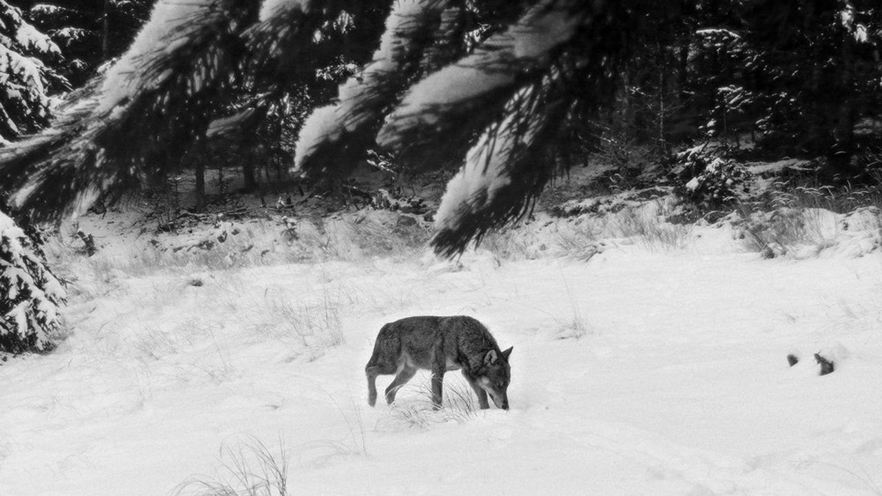 Un loup saisi par un piège photographique en Savoie, en janvier 2023.