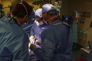 Le 16 mars 2024, des chirurgiens du Massachusetts General Hospital de Boston, dans le Massachusetts, transplantent un rein porcin à un patient humain vivant. Une première mondiale.