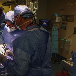 Le 16 mars 2024, des chirurgiens du Massachusetts General Hospital de Boston, dans le Massachusetts, transplantent un rein porcin à un patient humain vivant. Une première mondiale.
