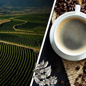 Les deux grandes espèces de café cultivées dans le monde, l'arabica et le robusta, ne jouent pas à armes égales face à l'avenir.