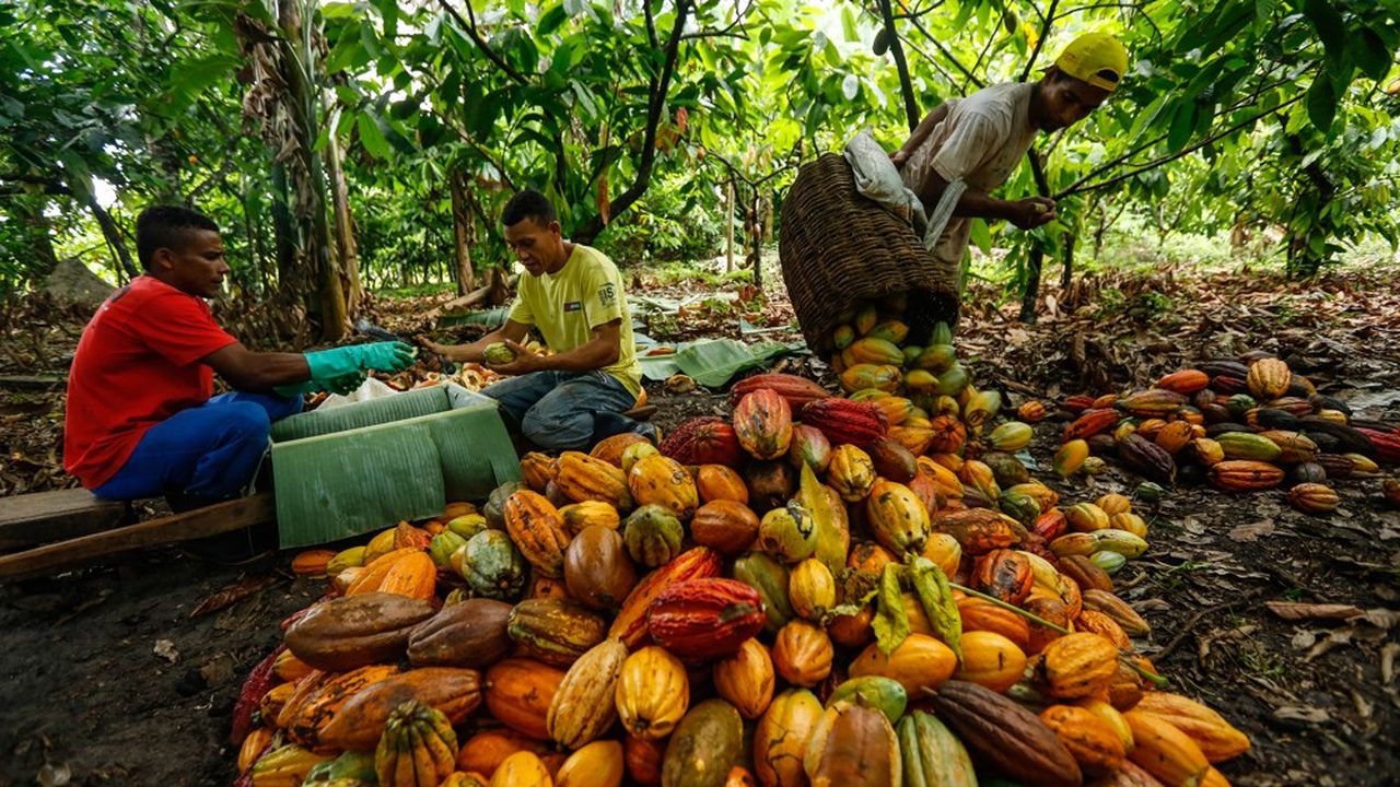 Le Brésil est le berceau biologique du cacao. Il a joué un rôle crucial dans les civilisations précolombiennes.