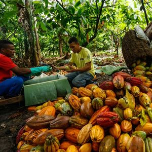 Le Brésil est le berceau biologique du cacao. Il a joué un rôle crucial dans les civilisations précolombiennes.