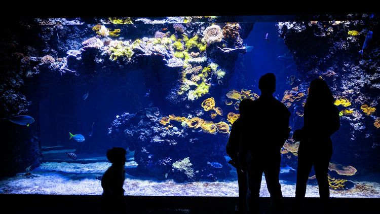 Le musée océanographique de Monaco possède l un des plus anciens aquariums du monde.