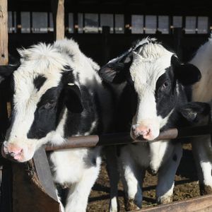 Les échantillons positifs ont été prélevés sur du lait non pasteurisé collecté dans deux exploitations laitières du Kansas et une du Texas.