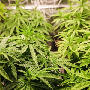 En Allemagne, dès le 1er avril, chaque adulte sera autorisé à acheter 25 grammes de cannabis deux fois par mois et pourra cultiver jusqu'à trois plants chez lui.