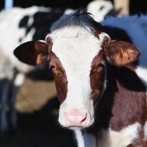 Aux Etats-Unis, les vaches laitières ont vraisemblablement été contaminées par des oiseaux migrateurs.