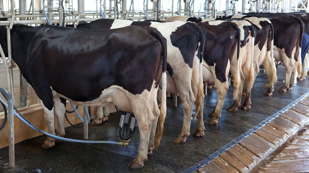 Les éleveurs, surtout laitiers et bovins, représentent 80 % des demandeurs de remplacements.