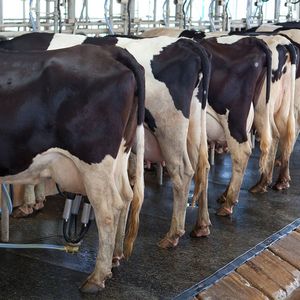 Les éleveurs, surtout laitiers et bovins, représentent 80 % des demandeurs de remplacements.