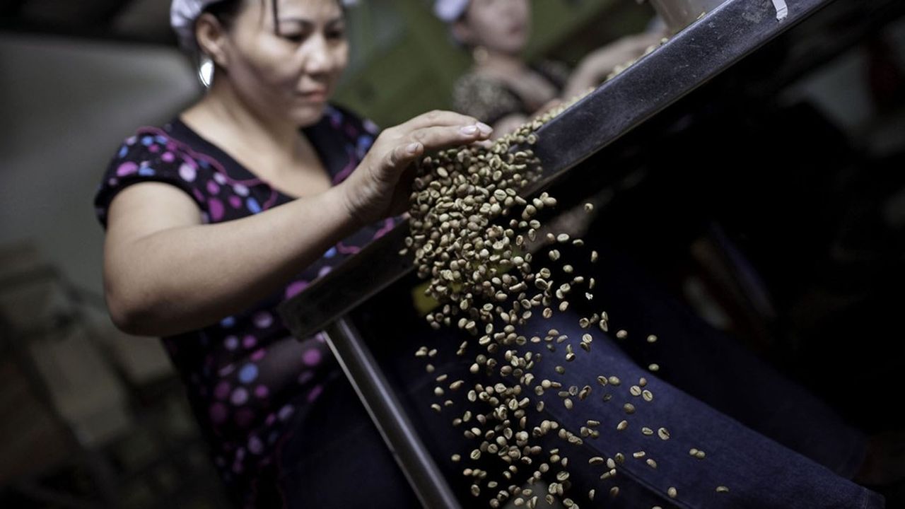 Le Vietnam est le premier exportateur au monde de café robusta.