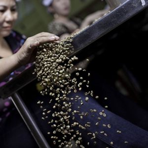 Le Vietnam est le premier exportateur au monde de café robusta.