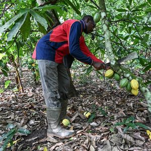 La rémunération des planteurs ivoiriens va augmenter de 50 %.