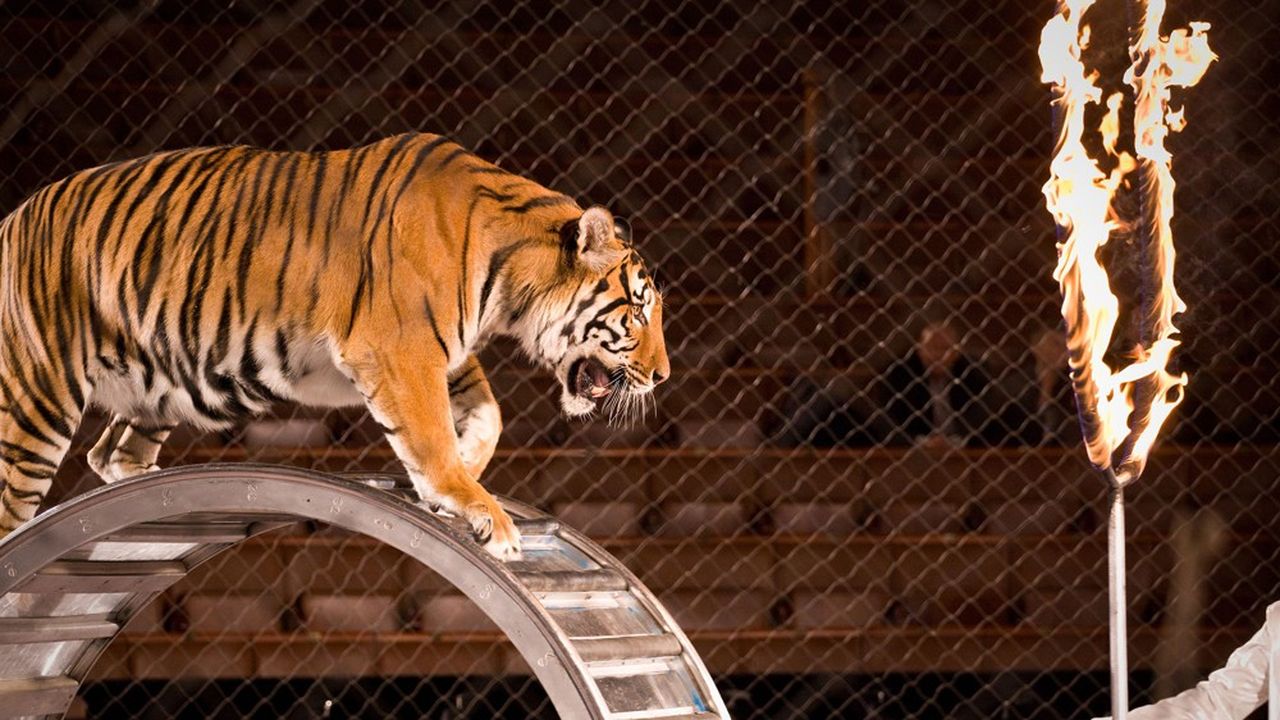Le cirque compte de nombreux animaux sauvages ce qui sera interdit à partir de 2028.