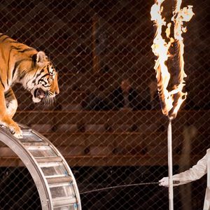 Le cirque compte de nombreux animaux sauvages ce qui sera interdit à partir de 2028.