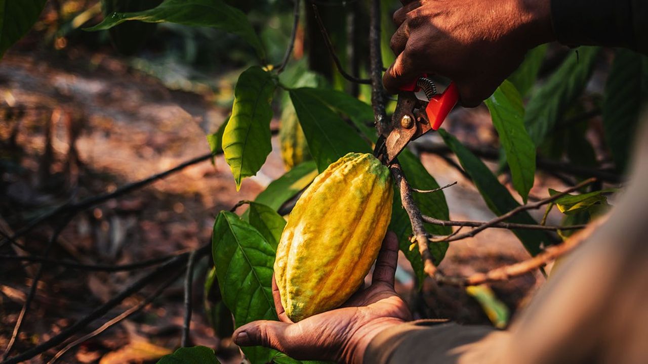 « Depuis toujours, le cacao a suivi les chemins de la mondialisation. »