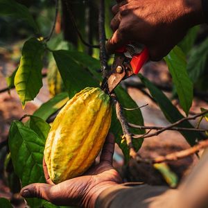 « Depuis toujours, le cacao a suivi les chemins de la mondialisation. »