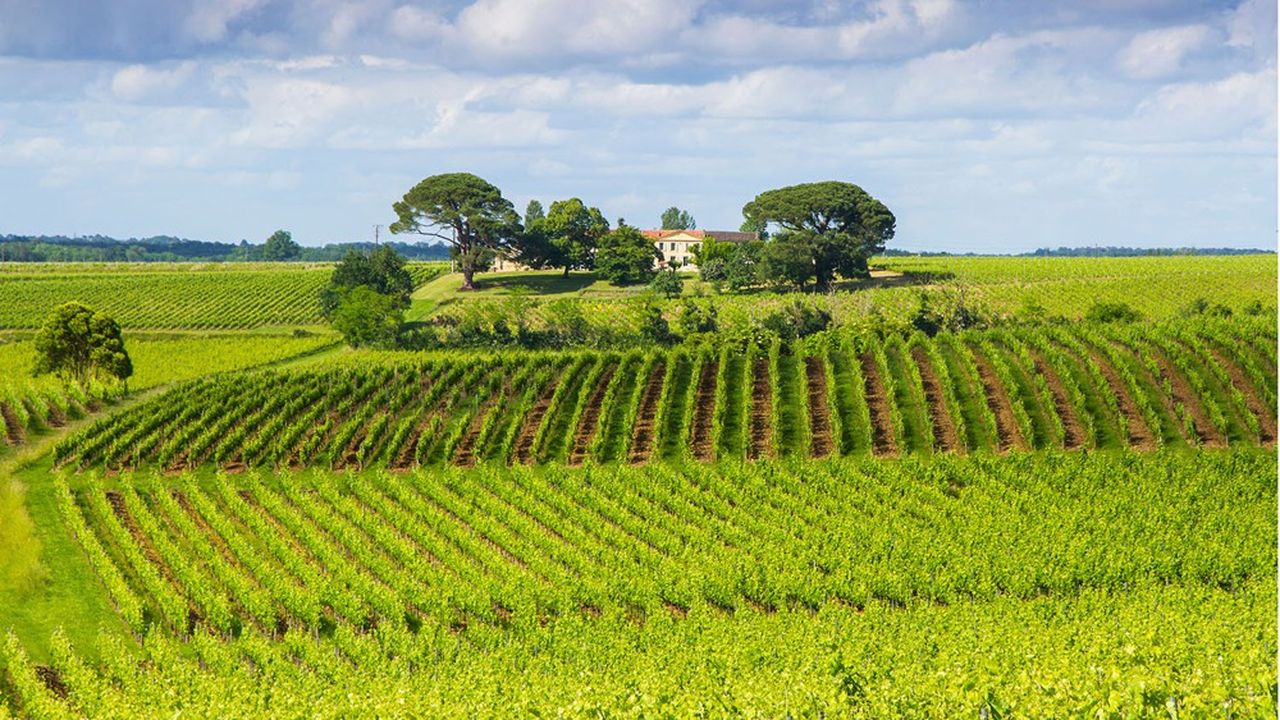 La récolte de vins de Bordeaux de 2023 est historiquement basse à 3,8 millions d'hectolitres.