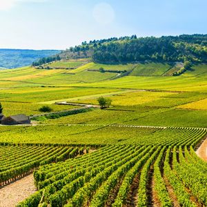 Le BIVB (Bureau interprofessionnel des vins de Bourgogne) vise la neutralité carbone en 2035 en diminuant les émissions des professionnels de 60 % et en compensant les 40 % restants.