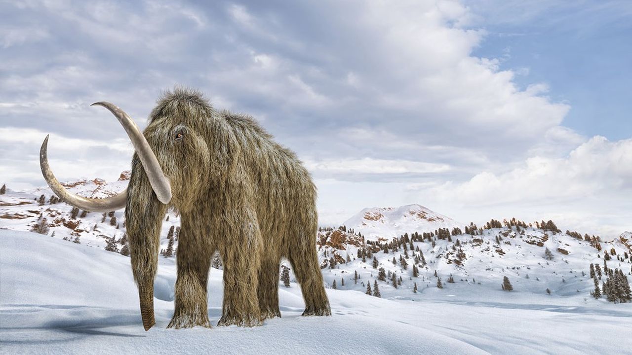 Un mammouth laineux piétinant le manteau neigeux de Sibérie : cette vignette deviendra-t-elle la réalité d'ici à la fin de la décennie ? Les dirigeants de Colossal Biosciences l'affirment.