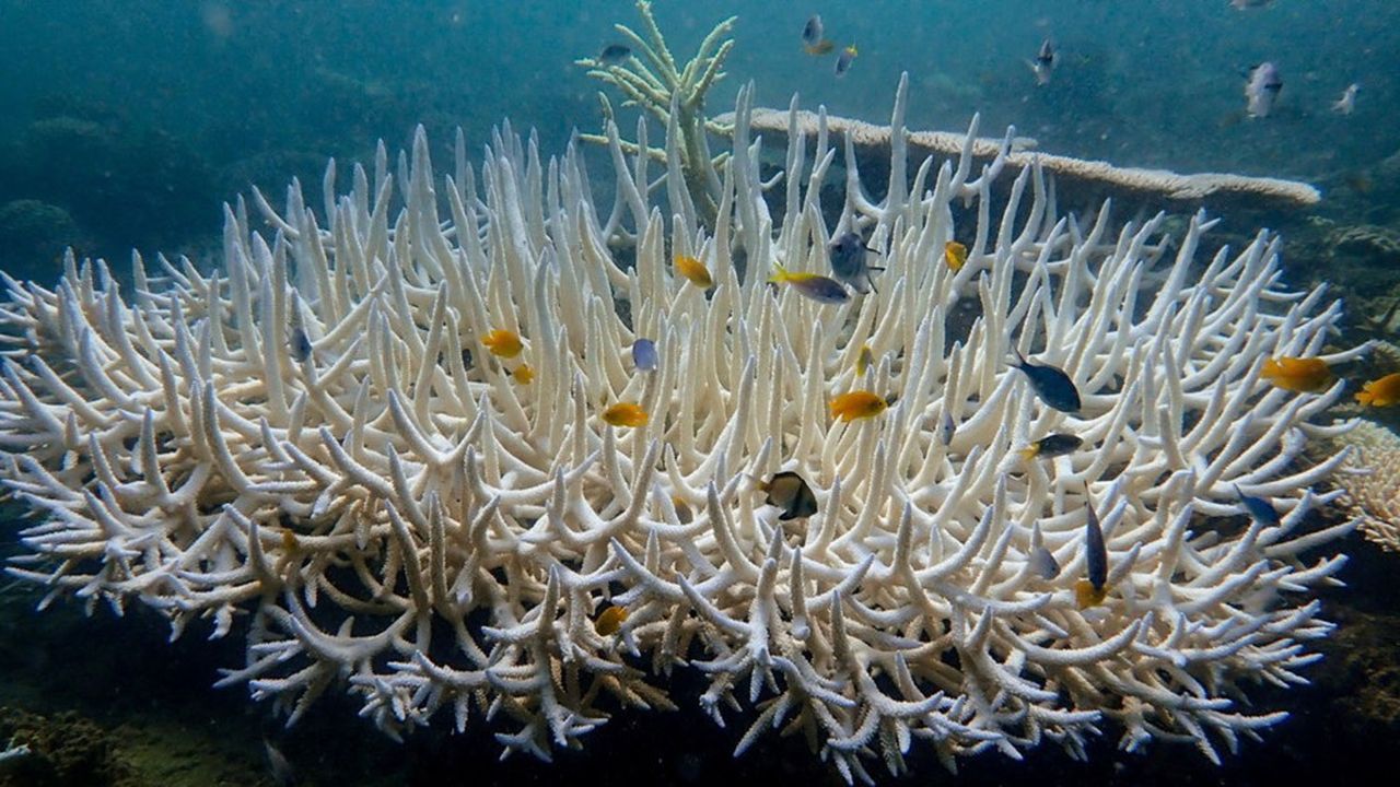 La Grande Barrière de Corail d'Australie est particulièrement menacée par le blanchissement des coraux.