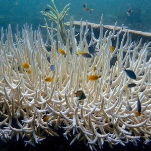 La Grande Barrière de Corail d'Australie est particulièrement menacée par le blanchissement des coraux.