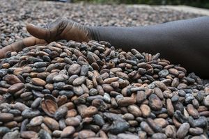 Au premier trimestre, le broyage de cacao a augmenté de 4 % en Amérique du nord.
