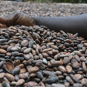 Au premier trimestre, le broyage de cacao a augmenté de 4 % en Amérique du nord.