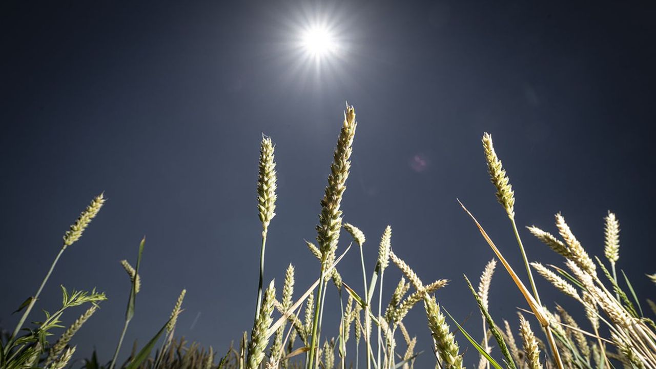 Avec le réchauffement climatique, la production de blé doit faire avec une pression accrue sur les ressources en eau.