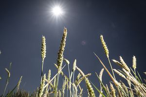 Avec le réchauffement climatique, la production de blé doit faire avec une pression accrue sur les ressources en eau.