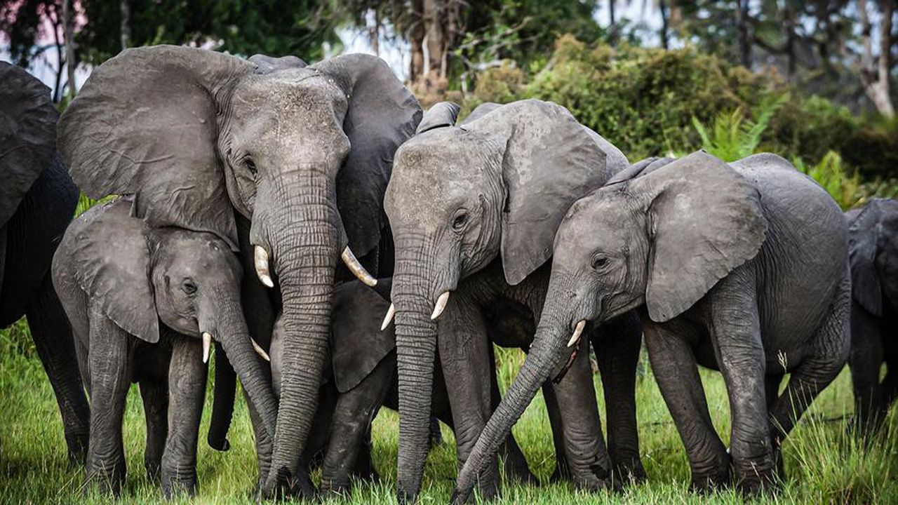 Gaspard Koenig imagine, le temps d'une chronique, le débarquement de milliers d'éléphants du Botswana sur le sol européen.